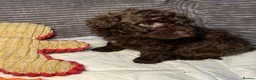 Toy Poodle dogs for sale: Tiny toy poodle puppies - Advert 5