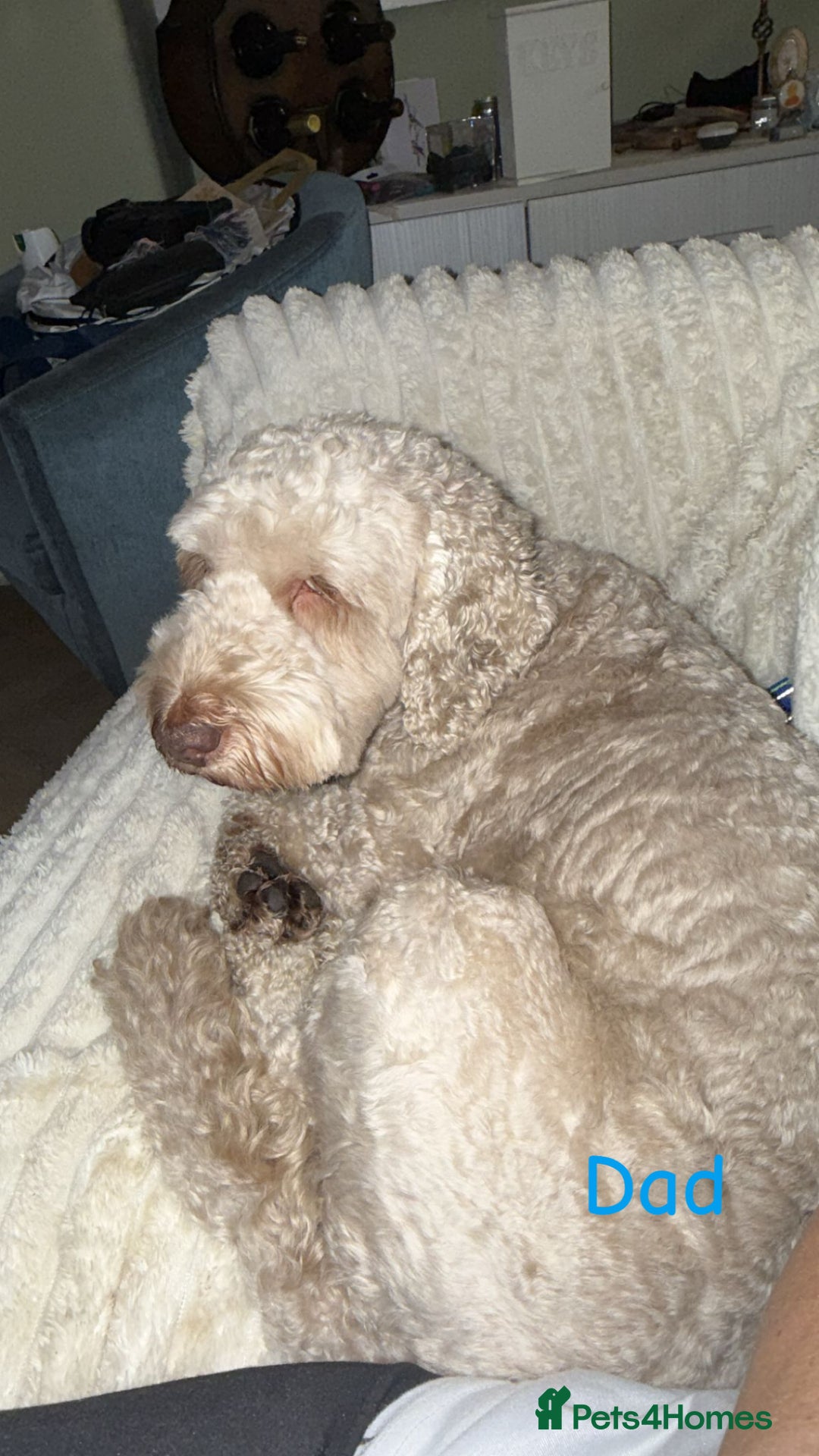 Cockapoo dogs for sale: 🐶🐾Cockapoo puppies 🐶🐾 - Advert 4