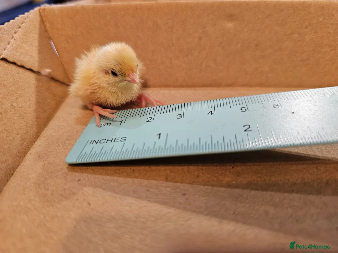 Quail poultry for sale: Chinese Painted Quail - Advert 1