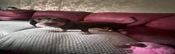 Dachshund dogs for sale: 8 month old Dachshund Female in Manchester - Advert 5