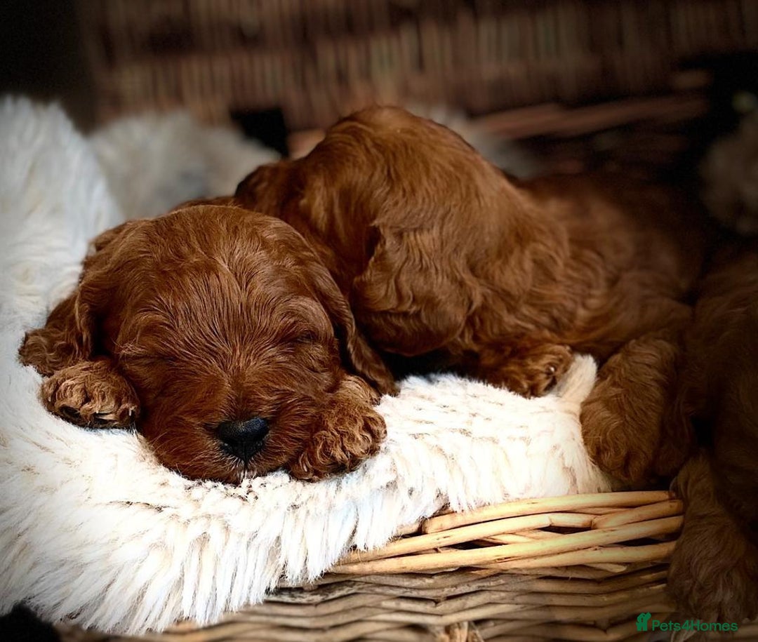 Cavapoo dogs for sale: Beautiful dark Red F1 cavapoos - Advert 1
