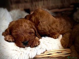 Cavapoo dogs Beautiful dark Red F1 cavapoos - Advert 2