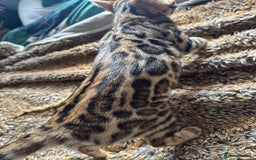 Bengal cats for sale: ✨️2 Kittens left! 🐱 in Berkhamsted - Image 14