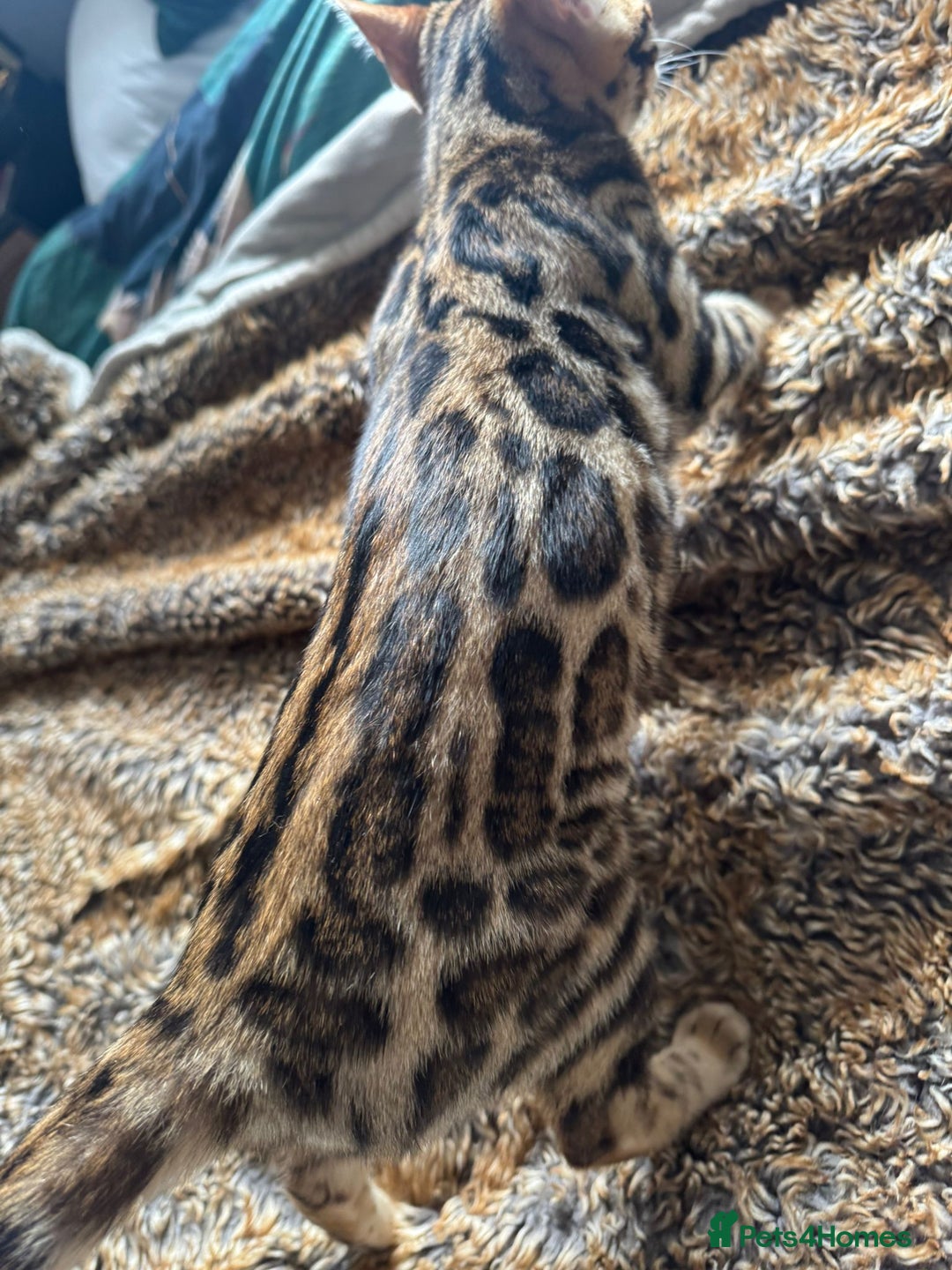 Bengal cats for sale: ✨️2 Kittens left! 🐱 in Berkhamsted - Image 14
