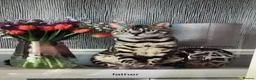 Bengal cats for sale: Girl and Boy Pedigree Bengal Kittens ready now - Advert 3
