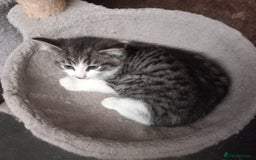 Mixed Breed cats for sale: Rescue kittens two brothers  - Image 2