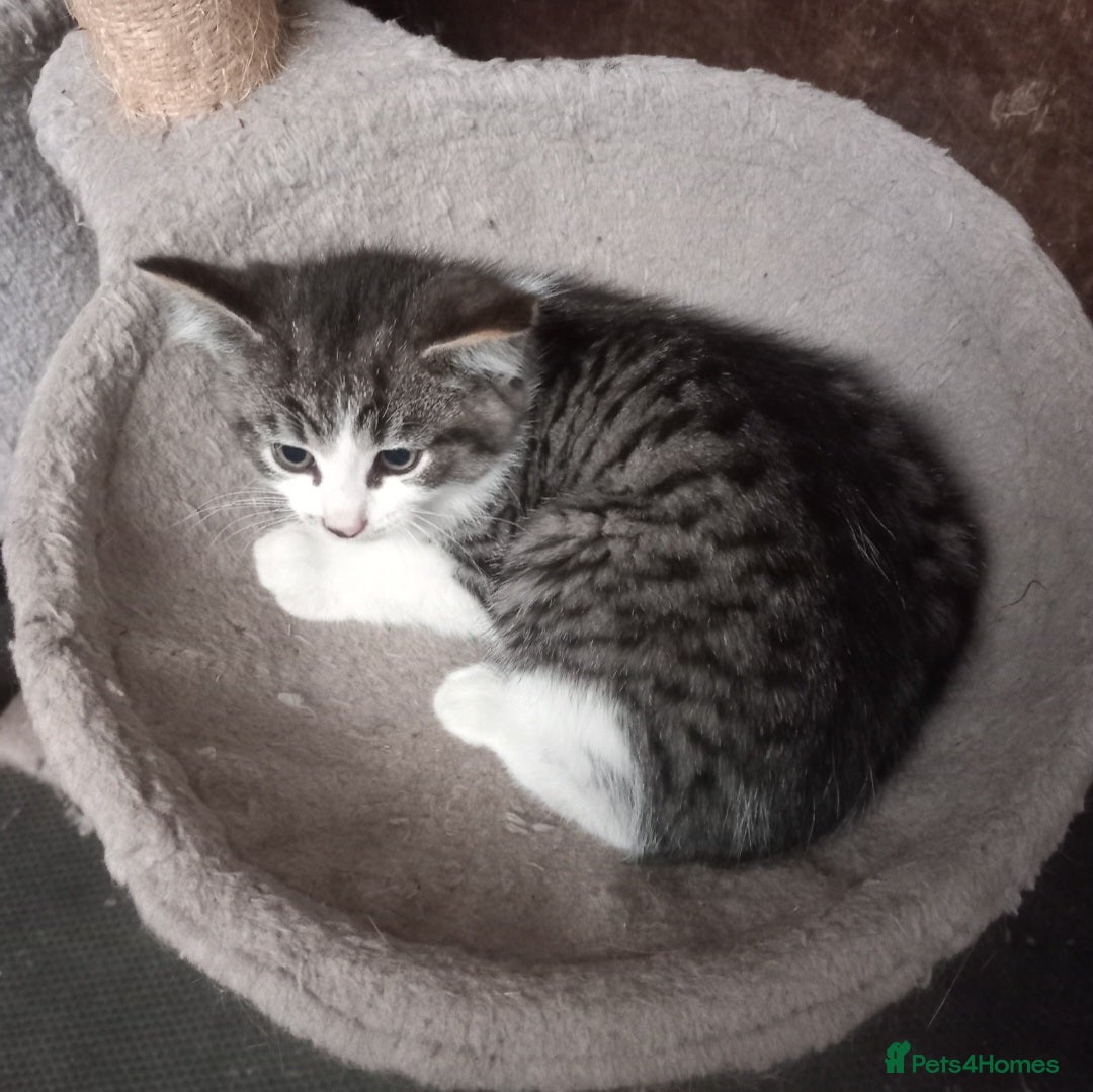 Mixed Breed cats for sale: Rescue kittens two brothers  - Image 2