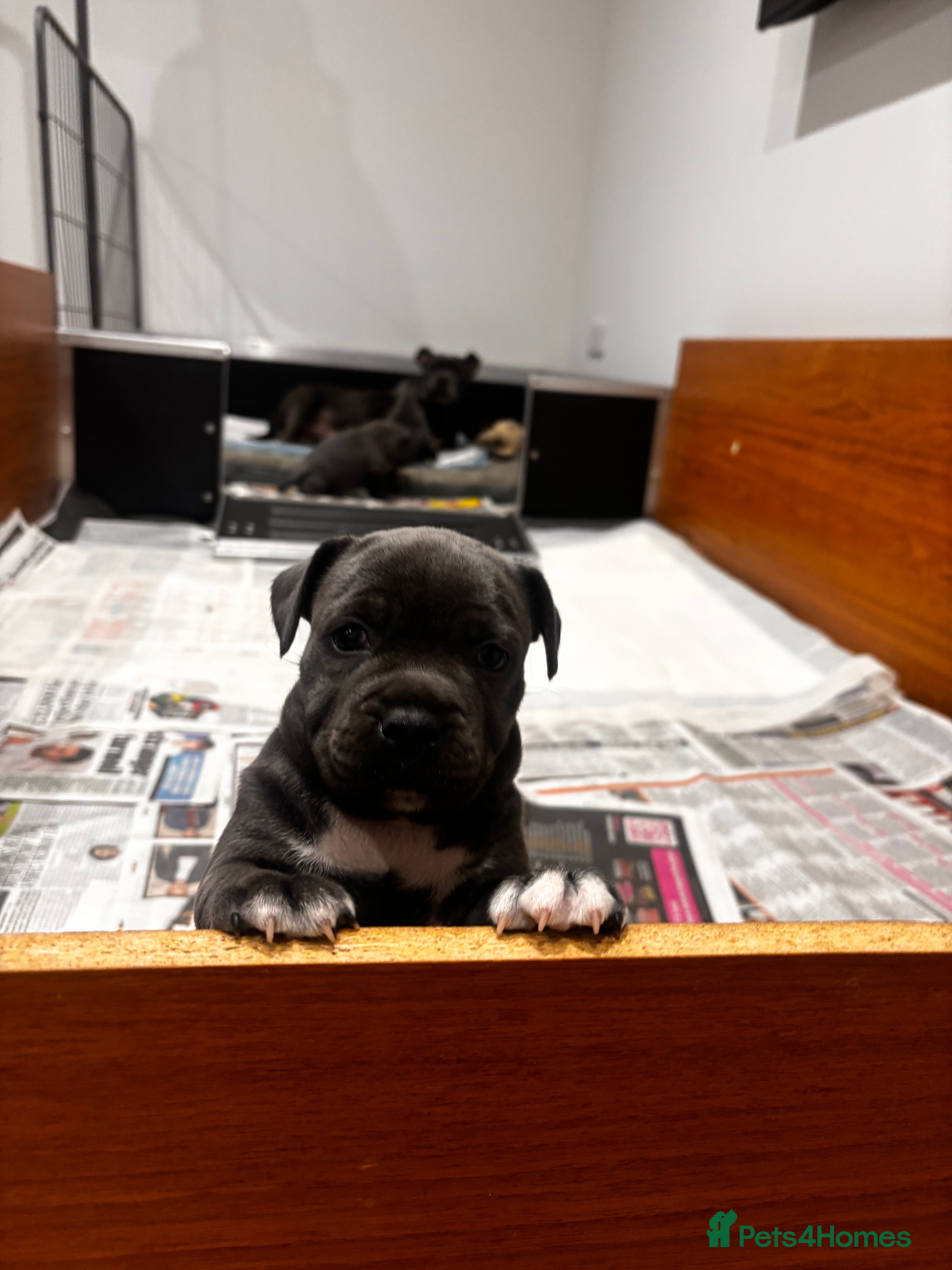 Staffordshire Bull Terrier dogs Gorgeous blue staffy bitch available in Cheltenham - Advert 18