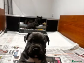 Staffordshire Bull Terrier dogs Gorgeous blue staffy bitch available in Cheltenham - Advert 18