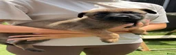 German Shepherd dogs for sale: *ONLY 1 LEFT* German Shepard puppy final reduction - Advert 1
