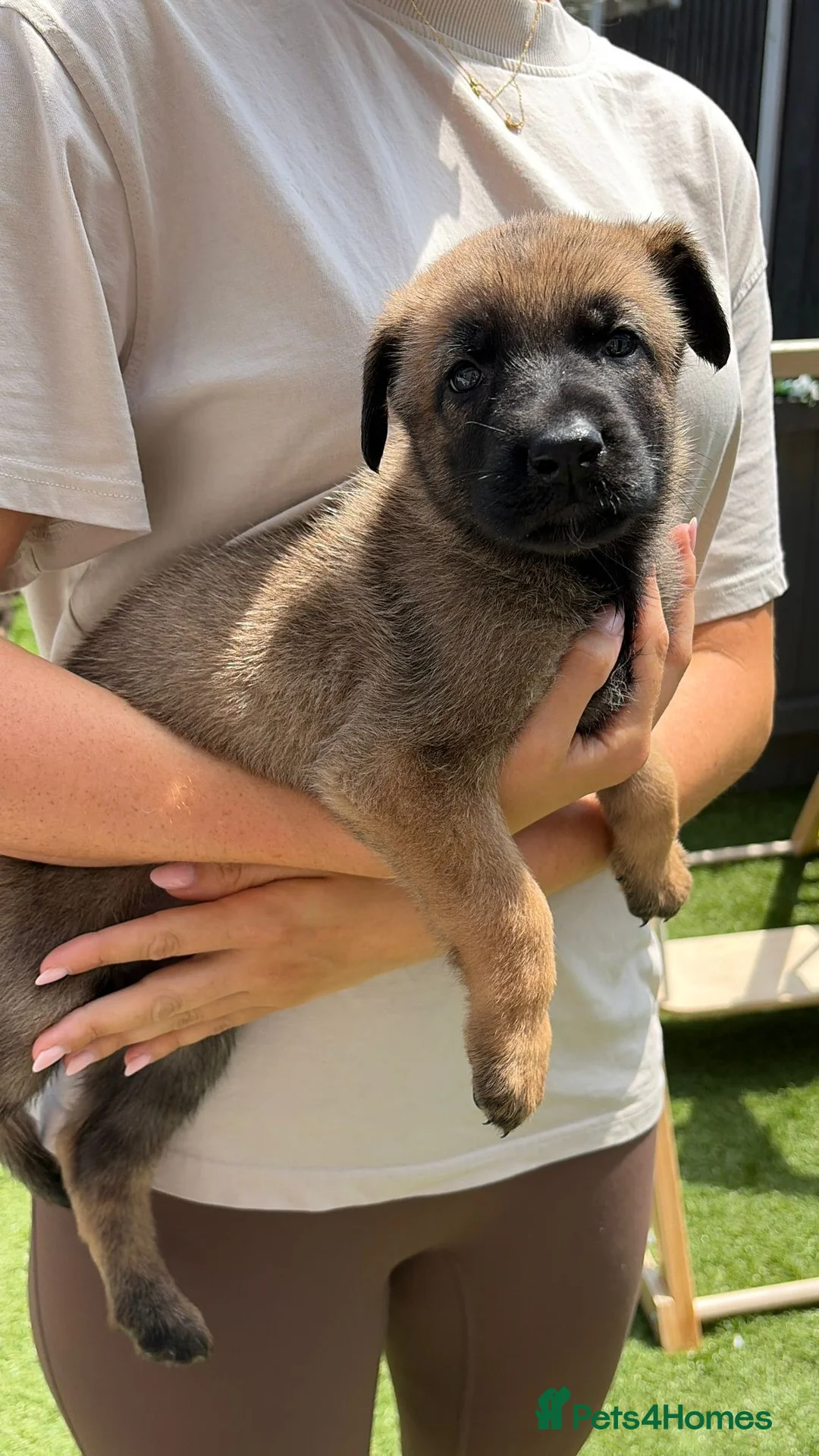 German Shepherd dogs for sale: *ONLY 1 LEFT* German Shepard puppy final reduction - Advert 1