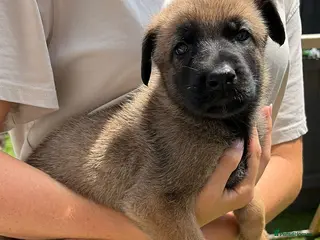 German Shepherd dogs 7 beautiful German Shepard puppies for sale - Advert 6