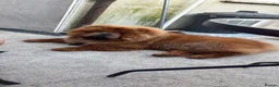 Chow Chow dogs for stud: KC Reg BamBam - Advert 4
