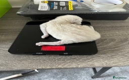 Ragdoll cats for sale: Fully health tested male rag doll Gccf registered  - Image 6