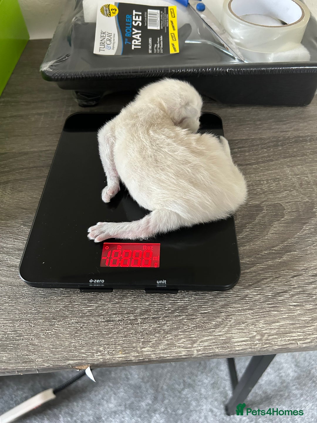 Ragdoll cats for sale: Fully health tested male rag doll Gccf registered  - Image 6