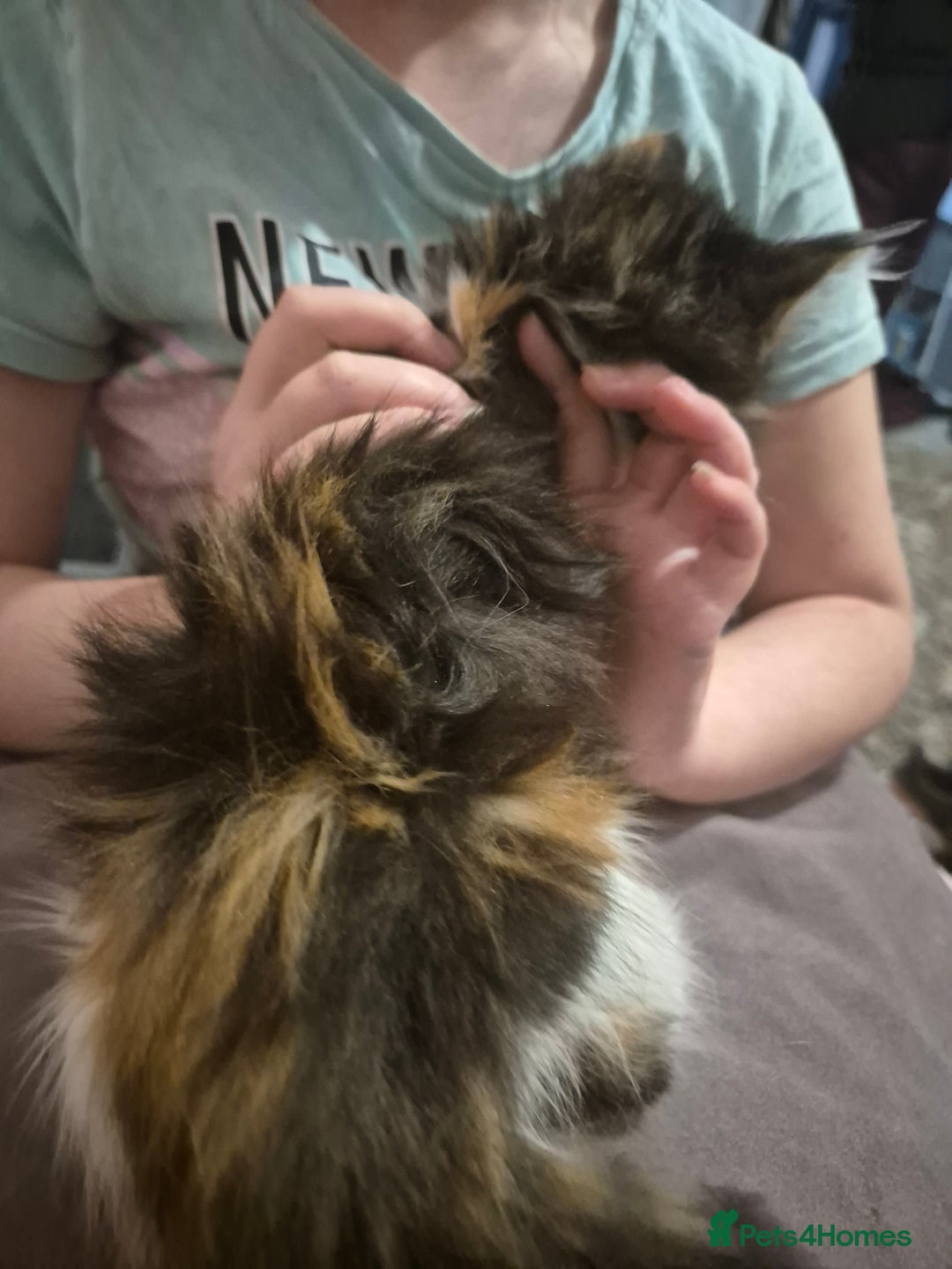 Mixed Breed cats for sale: 5 fluffy kittens looking for forever homes - Advert 8