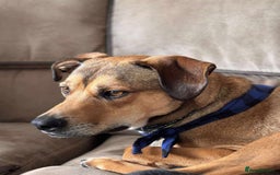 Mixed Breed dogs for adoption: Meet Milo: A Sensitive, Playful Companion - Image 5