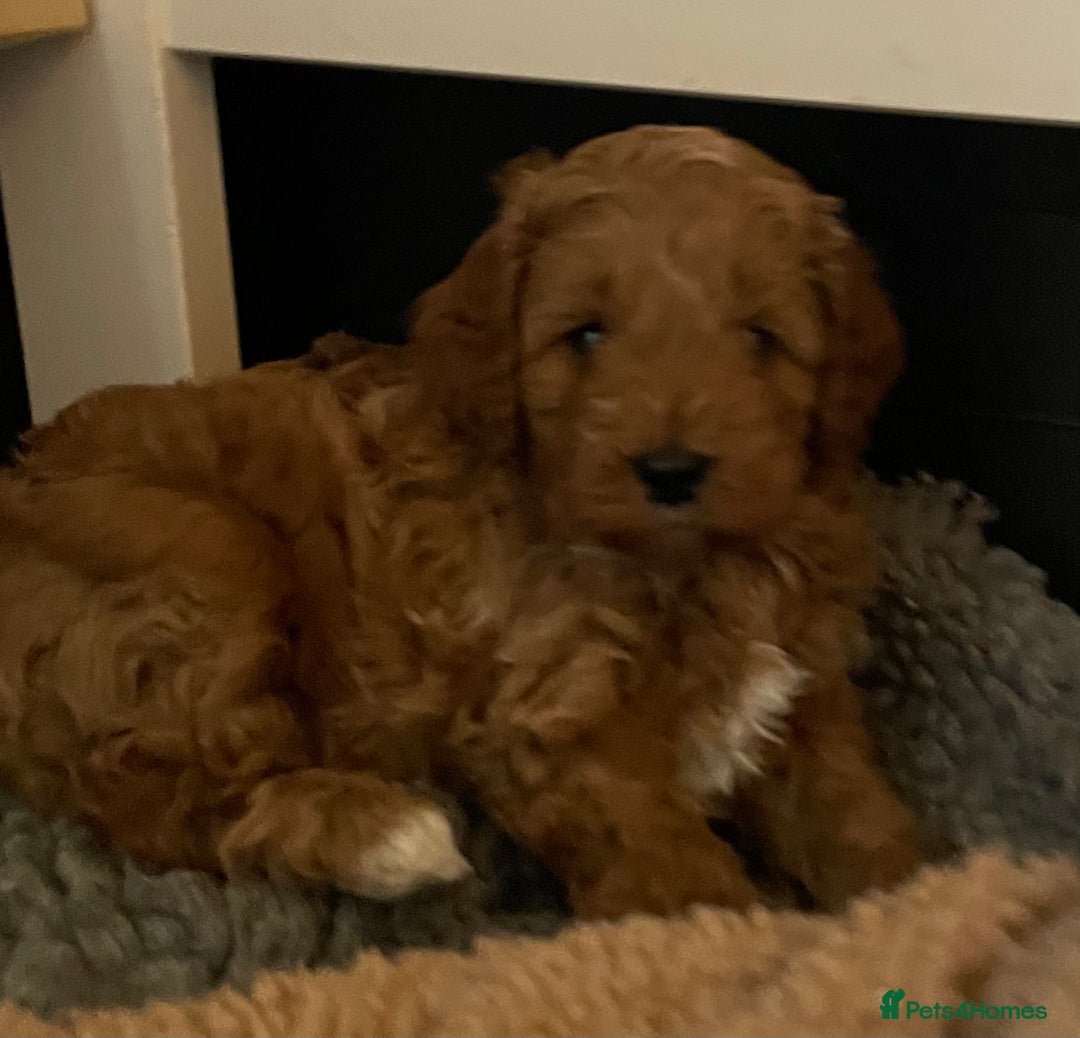 Cavapoo dogs for sale: F1b Cavapoooo  - Advert 21