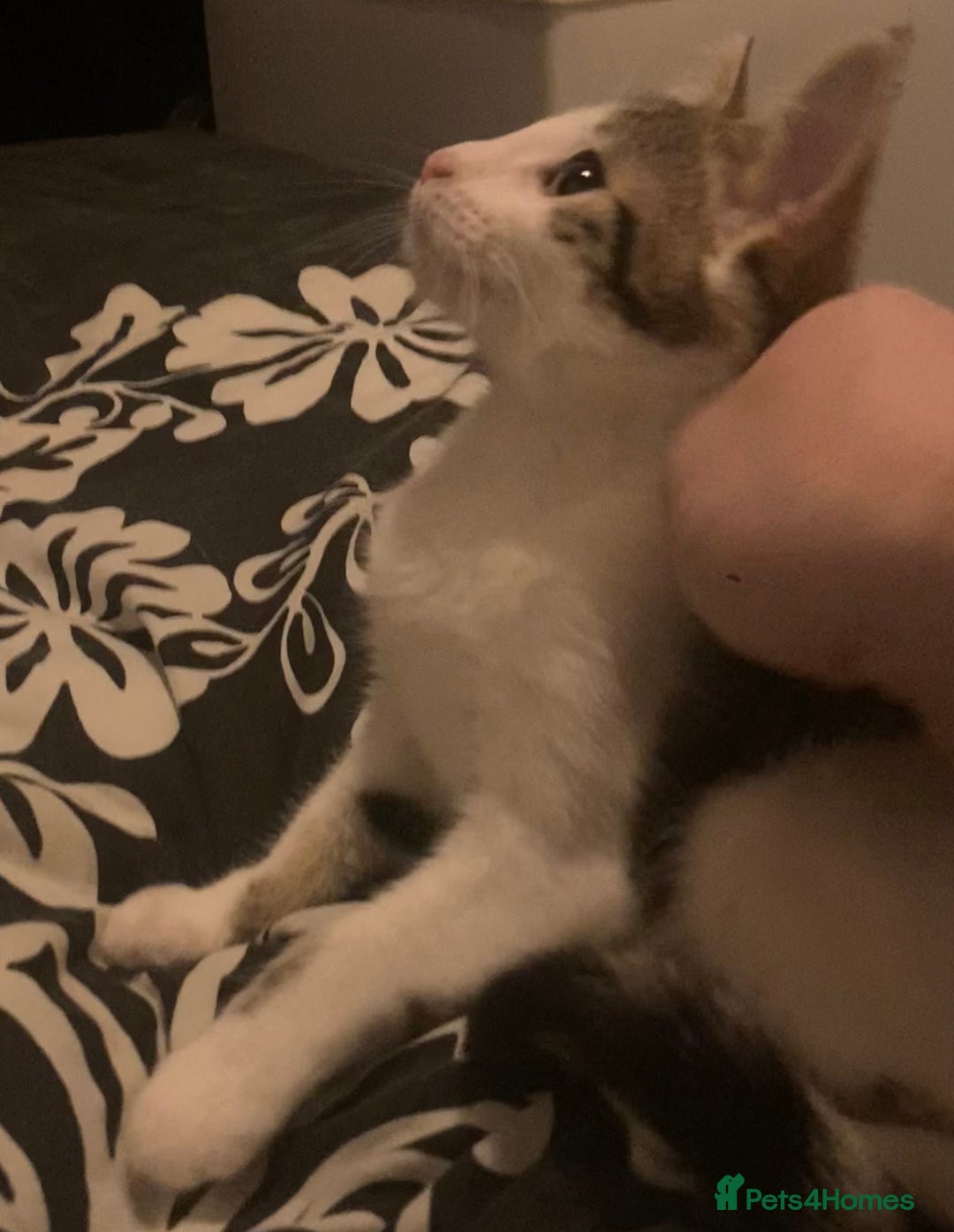 European cats for sale: 2 Adorable Kittens ready for their forever homes  - Advert 16