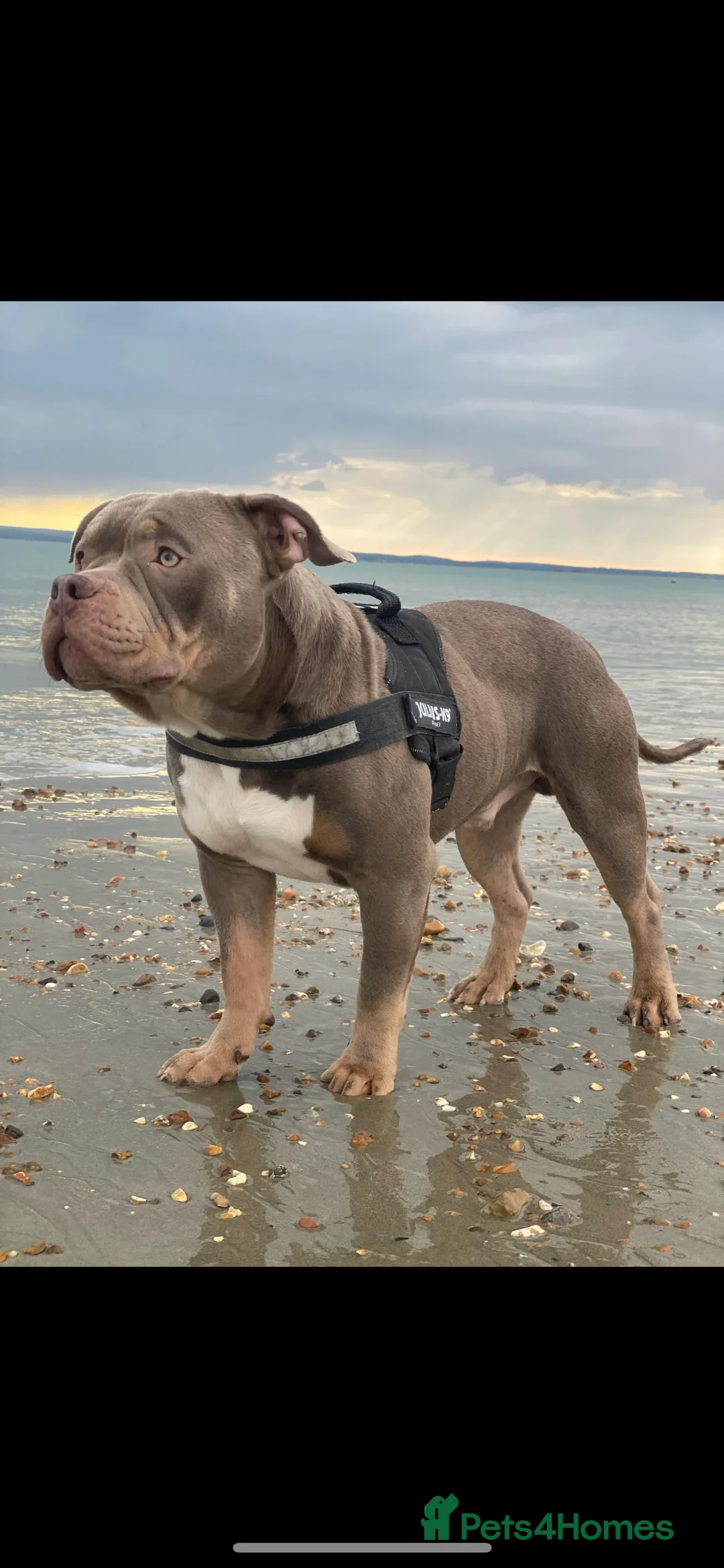 American Bully dogs for stud: ABKC REGISTERED POCKET BULLY STUD in Waterlooville - Advert 4