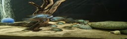 Cichlids fish for sale: Electric Blue Acara for sale - Advert 3