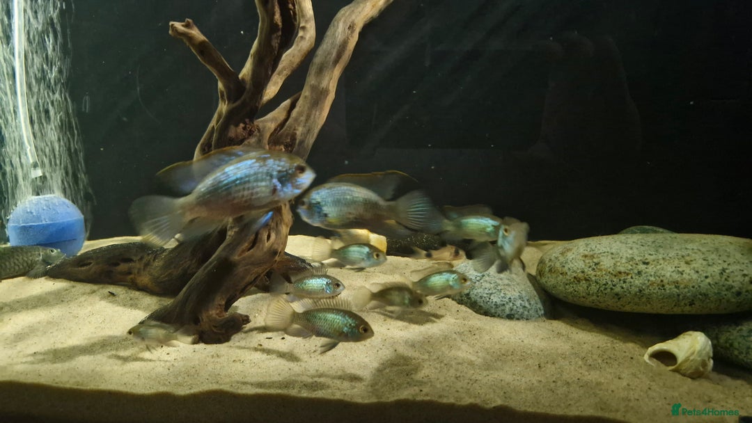 Cichlids fish for sale: Electric Blue Acara for sale - Advert 3