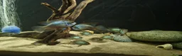 Cichlids fish for sale: Electric Blue Acara for sale - Advert 3