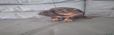 Miniature Dachshund 2