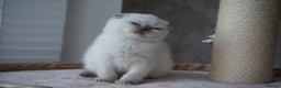 Scottish Fold cats for sale: ❣️Scottish Fold Kittens❣️ - Advert 6