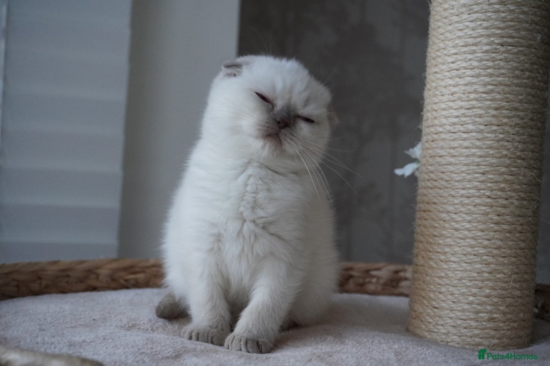 Scottish Fold cats for sale: ❣️Scottish Fold Kittens❣️ - Advert 6