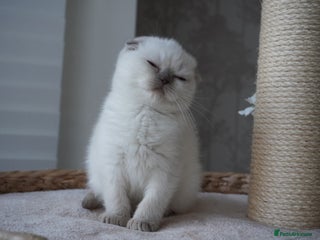 Scottish Fold cats ❣️Scottish Fold Kittens❣️ - Advert 3