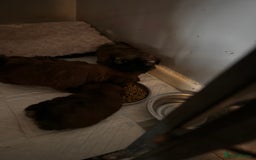 Shih Tzu dogs for sale: Ready to leave- imperial Shih Tzu - Image 6