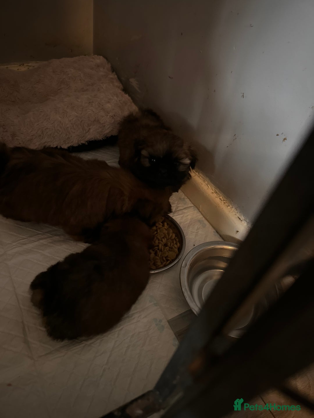 Shih Tzu dogs for sale: Ready to leave- imperial Shih Tzu - Image 6