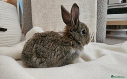 Mini Lop rabbits for sale: Adorable Baby Minilops Mixed - Image 5