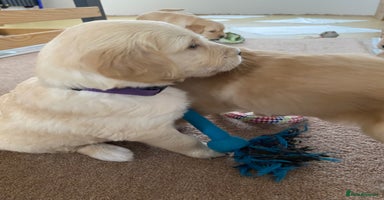 Golden Retriever dogs - Advert 3