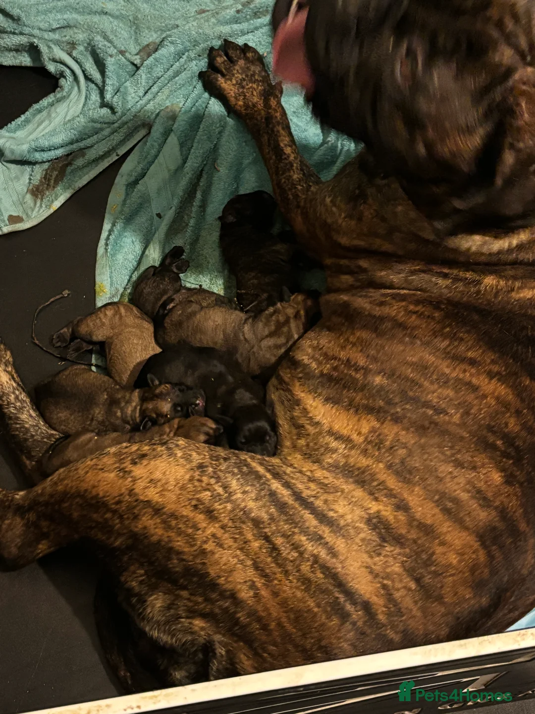 Bullmastiff dogs for sale: Bullmastiff bitch puppy - Advert 5