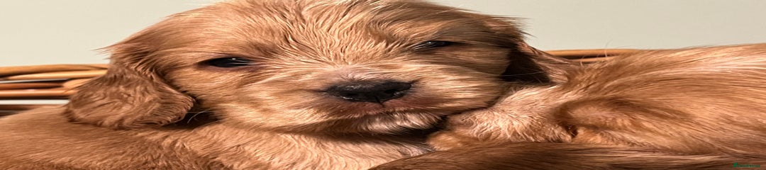 Cocker Spaniel Puppy 5