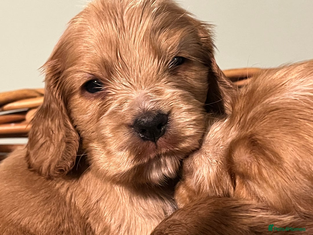 Cocker Spaniel dogs for sale: Stunning KC Reg Show Cocker, health tested mum - Image 12