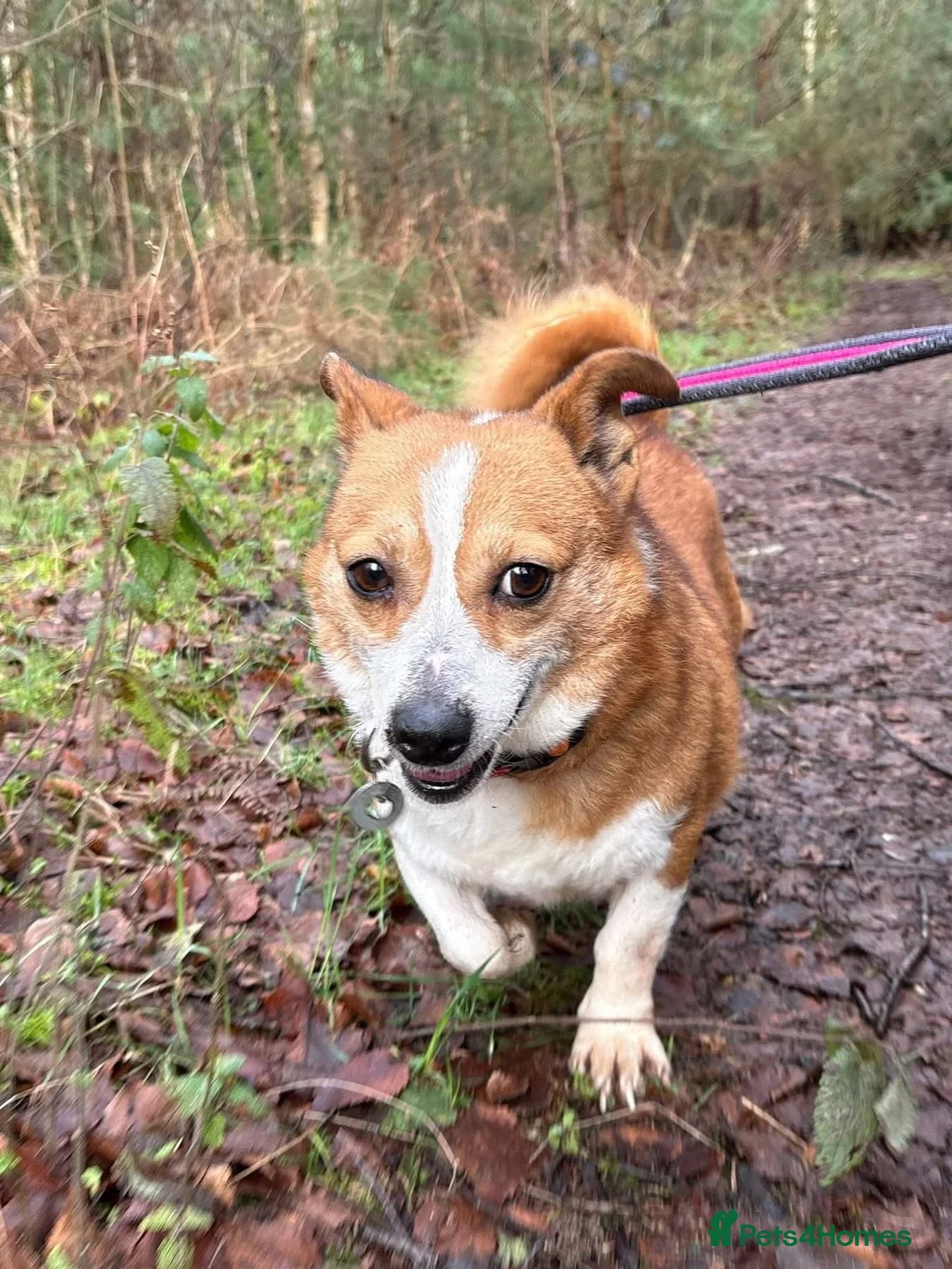 Mixed Breed dogs for adoption: Polly - Norwich Norfolk  - Advert 18