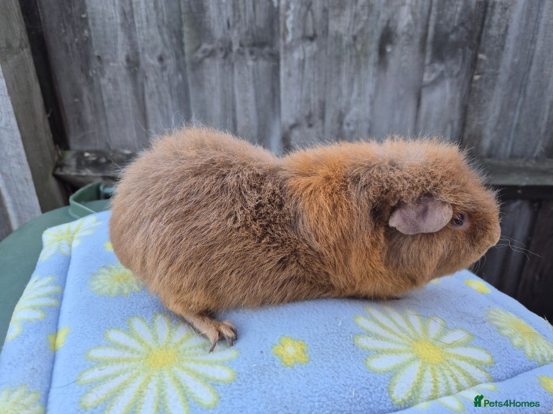 Guinea Pig rodents for sale: Guinea pigs  - Image 4