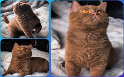 British Shorthair cats for stud: 💦CINNAMON BSH❣️GCCF & TICA active💙STUD 🩸Blood B - Image 1