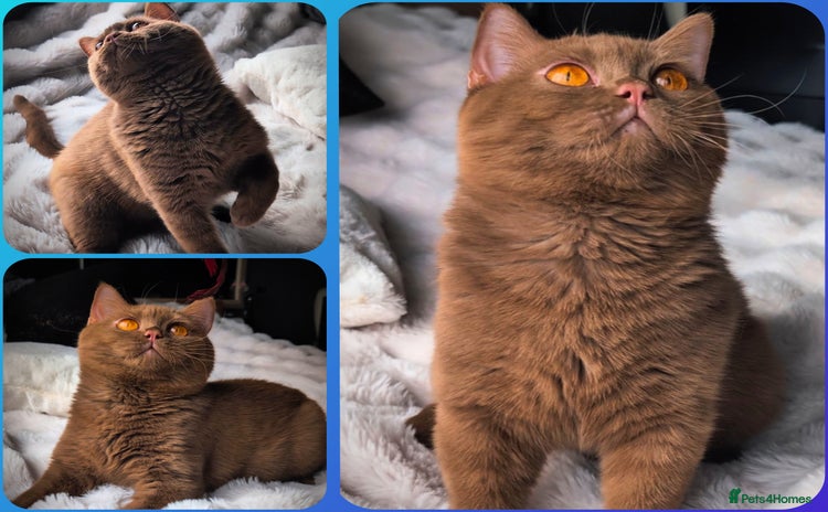 British Shorthair cats - Advert 4