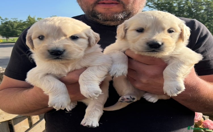 Golden Retriever dogs - Advert 14