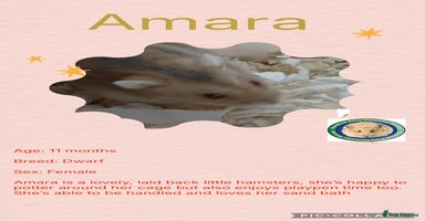 Hamster rodents - Advert 7