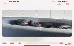 Miniature Dachshund dogs for stud: Mini wired hair Dachshunds - Image 1