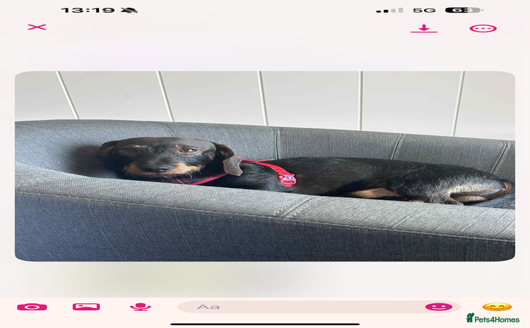 Miniature Dachshund dogs - Advert 2