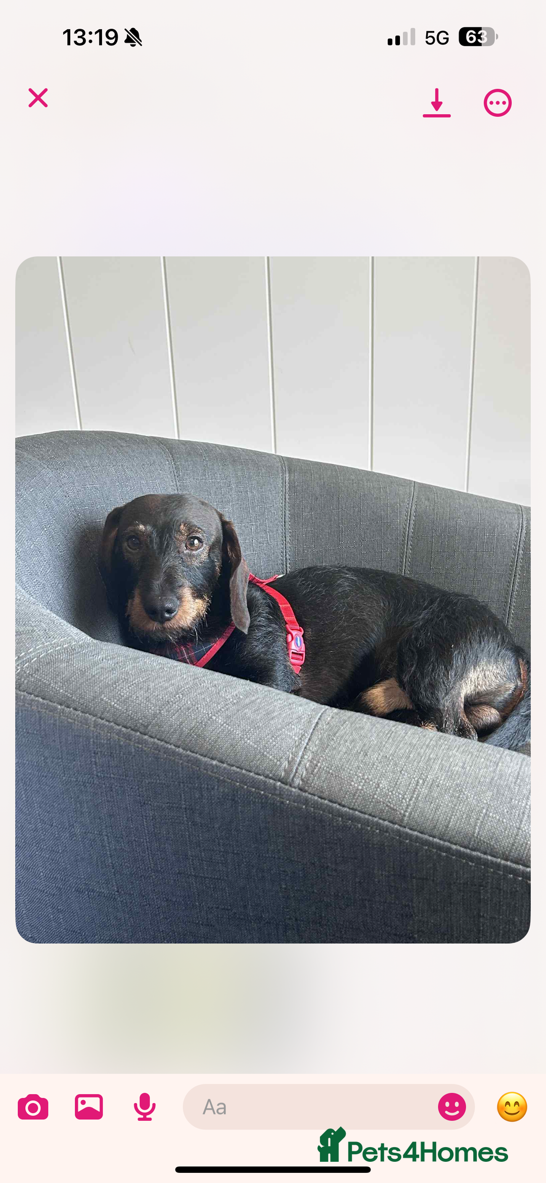 Miniature Dachshund dogs for stud: Mini wired hair Dachshunds - Image 1
