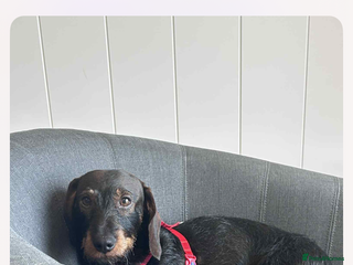 Miniature Dachshund dogs - Advert 17