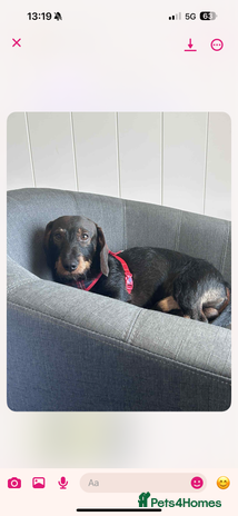 Miniature Dachshund dogs - Advert 1