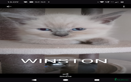 Ragdoll cats for sale: 4 stunning ragdoll kittens left - Image 2